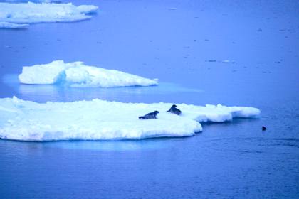 Im Eis nördlich Island - 12. Juni 2007